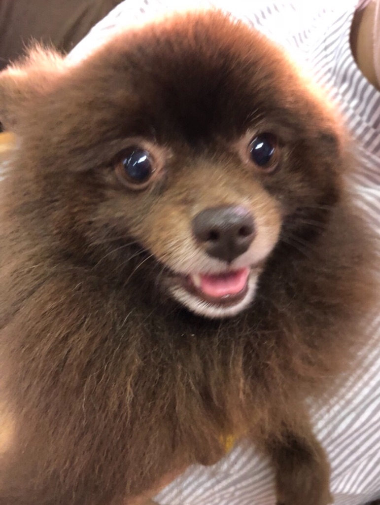 🐾アニマルコミュニケーションに来てくれた子達🐾わた君💕、なつきちゃん💕、マロンちゃん💕